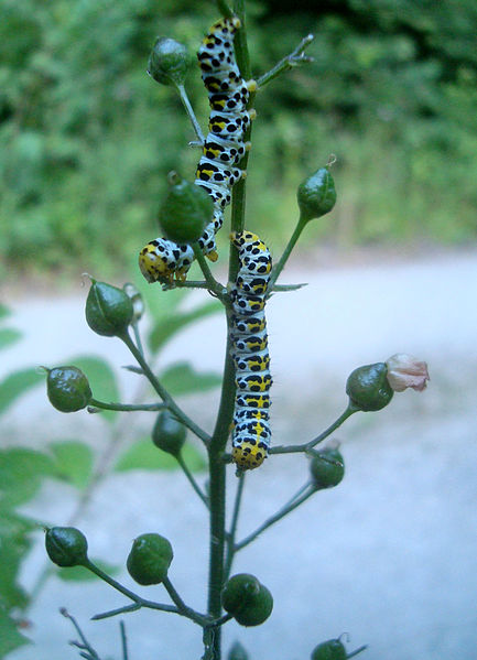 File:Housenky na krtičníku.JPG