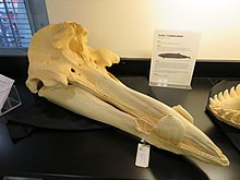 Hubbs' beaked whale skull located at the California Academy of Sciences San Francisco. Hubbs' beaked whale skull.jpg