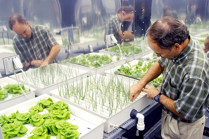 File:Hydroponic onions, NASA -- 17 June 2004.jpg