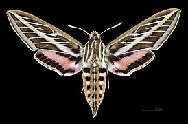 sphinx moth life cycle