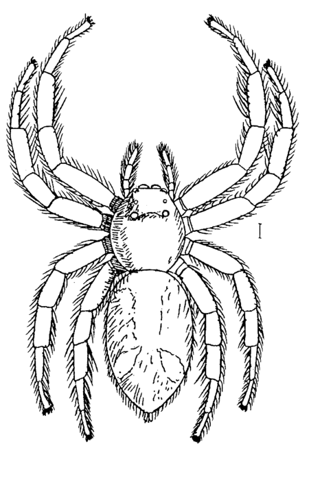 Tập_tin:Hyllus.giganteus.male.png
