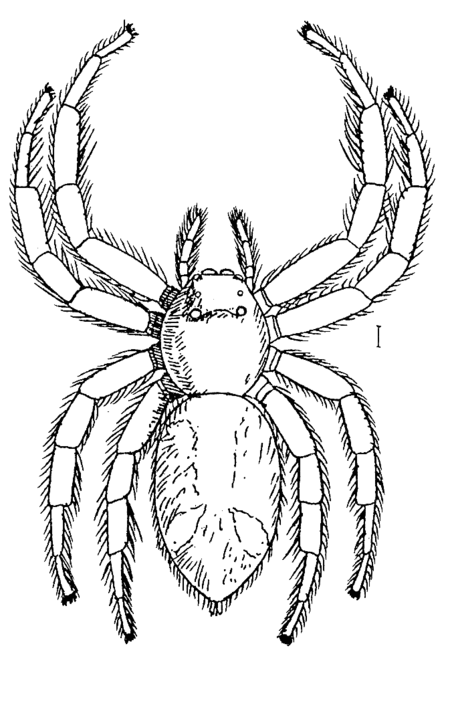 Hyllus_giganteus