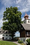 Winter linden (Tilia cordata)