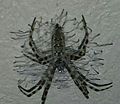 I found this tiny hairy spider on my wall it has 16 legs I have no idea what kind of spider it is 2013-07-08 15-36.jpg