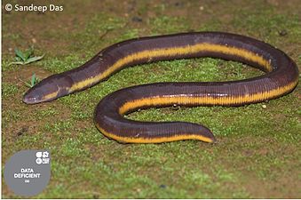 Ichthyophis longicephalus von Sandeep Das.jpg