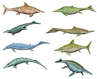 Ichthyosaur order of reptiles (fossil)