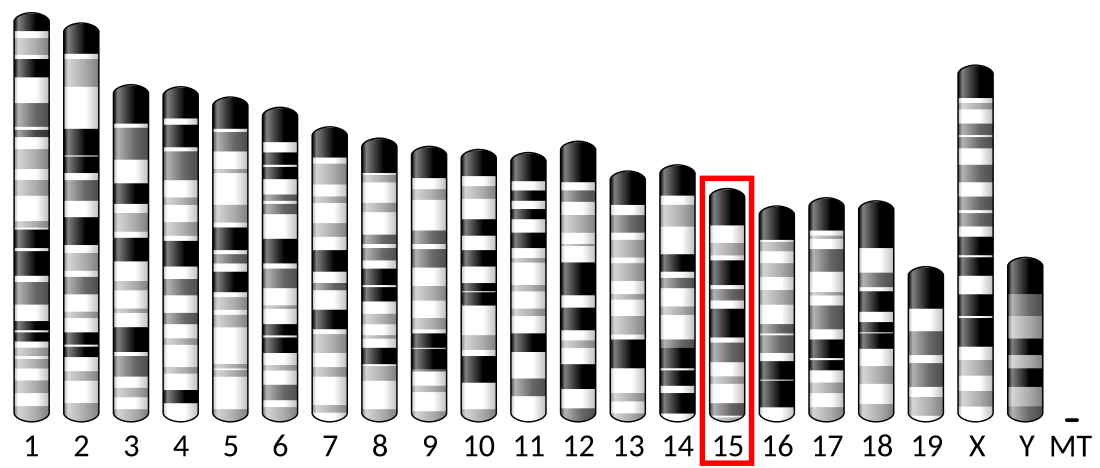 Collagen, type XXII, alpha 1