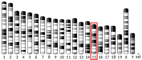 File:Ideogram house mouse chromosome 15.svg