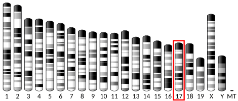 File:Ideogram house mouse chromosome 17.svg