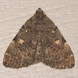 <i>Idia aemula</i> Species of moth