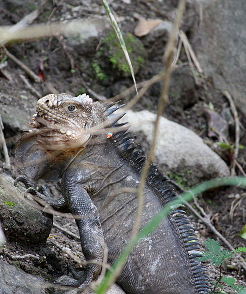 File:Iguana delicatissima at Batalie Beach b01.jpg