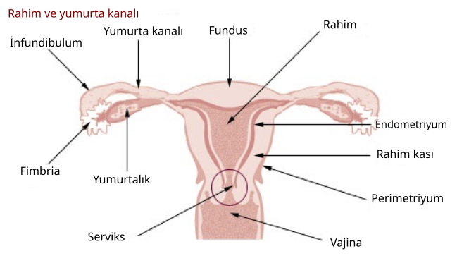 File:Illu cervix tr.svg