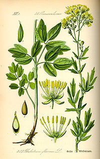 Illustration_Thalictrum_flavum0.jpg