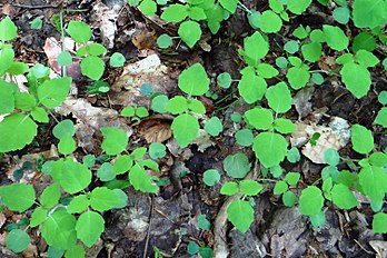 seedlings