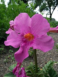 I. delavayi, rosenincarvillea