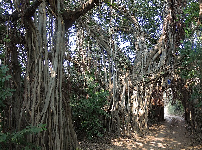 File:India (Ranthambhore National Park) Tunnel through huge banyan trees (32430905983).jpg