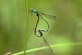 mating pair