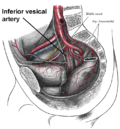 Miniatura para Arteria vesical inferior