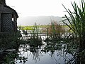 Inle Lake, House and water plants, Myanmar.jpg