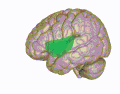 3D view of the insular cortex in an average human brain