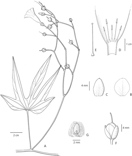 File:Ipomoea maranyonensis.webp