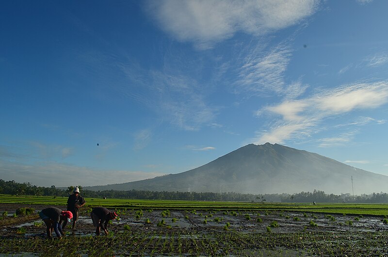 File:Iriga Rice farming WTR.JPG