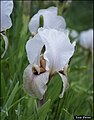 Iris lortetii, Israel