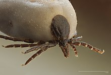 Ixodes ricinus, eine harte Zecke