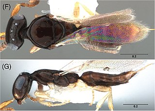 <i>Janzenella</i> Genus of wasps