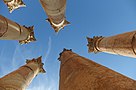 Jerash Photograph: Ted Chi Licensing: CC-BY-2.0