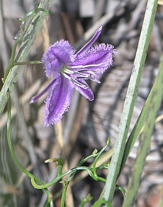 <i>Thysanotus</i> Genus of herbs