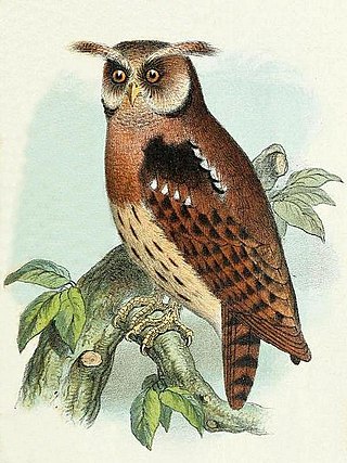 <span class="mw-page-title-main">Maned owl</span> Species of owl