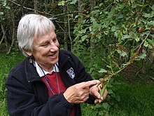 Myers with some the organisms (western tent caterpillars) whose population biology she has studied for decades Judy Myers with caterpillars.jpg