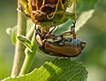 * Nomination Green june beetle in the Brooklyn Botanic Garden --Rhododendrites 14:16, 30 July 2021 (UTC) * Promotion  Support Good quality. --Steindy 00:34, 31 July 2021 (UTC)