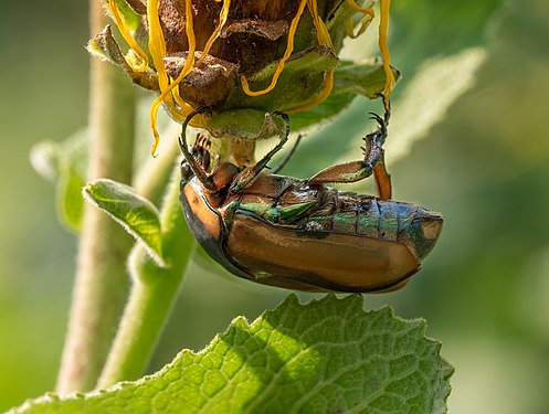 Cotinis nitida (green june beetle), Brooklyn Botanic Garden