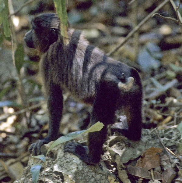 File:Juvénile de Macaca maura.jpg