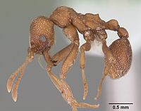 Kalathomyrmex