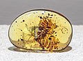 * Nomination An unidentified kalligrammatid trapped in Cretaceous Burmese amber. --Tiouraren 17:23, 10 April 2023 (UTC) * Promotion Good quality. --Kritzolina 07:56, 15 April 2023 (UTC)