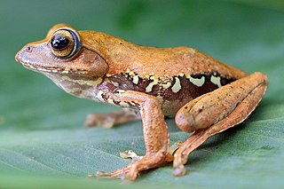 <i>Rhacophorus monticola</i> Species of frog