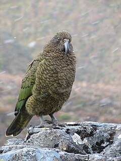 Birds of New Zealand