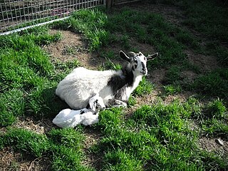 Kiko goat Breed of goat
