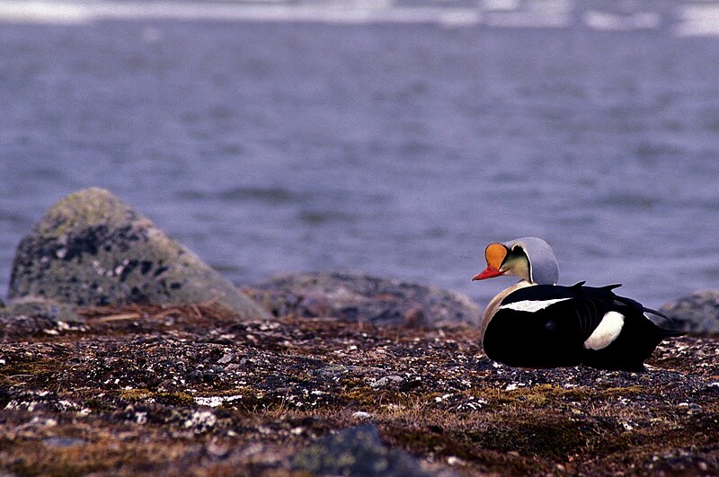 File:King Eider imported from iNaturalist photo 109904205 on 1 January 2024.jpg