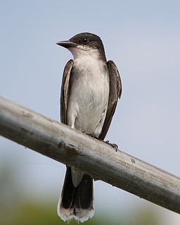 Tyrannus is a genus of small passerine birds of the tyrant flycatcher family. The majority are named as kingbirds.