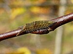 Apatura ilia – Raupe