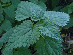 The dark green dentated elliptic leaves of a nettle