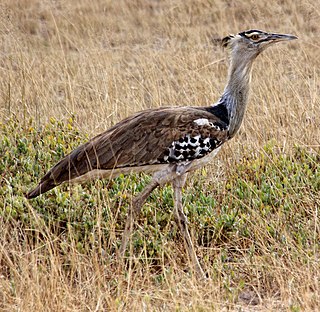 <span class="mw-page-title-main">Otidae</span> Clade of birds