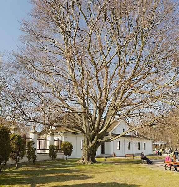 File:Kraków ul. Papiernicza pomnik przyrody Buk zwyczajny Fagus sylvatica.jpg