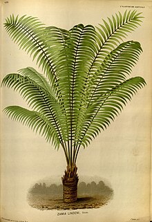 L'Illustration horticole (Plate 195) .jpg