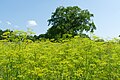 * Nomination: Heracleum in LSG Steinberg near Am Rinnerhof between the railway lines and Steinberg village --Kritzolina 09:09, 25 June 2024 (UTC) * * Review needed