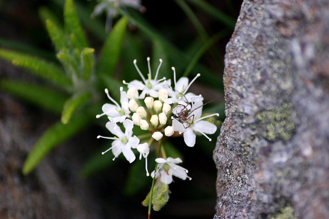 Labrador tea